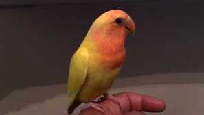 Ako skrotiť non -restraint do rúk